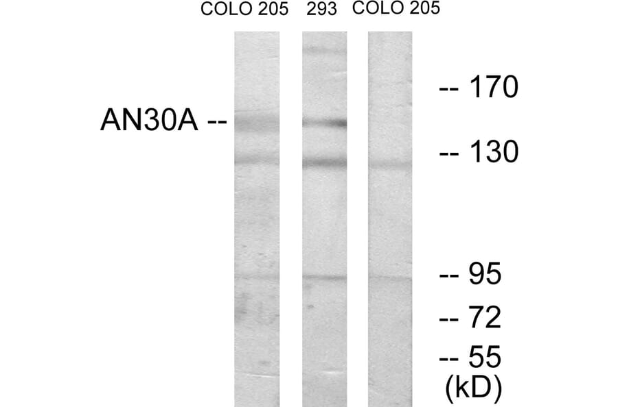 Western Blot - Anti-AN30A Antibody (C11638) - Antibodies.com
