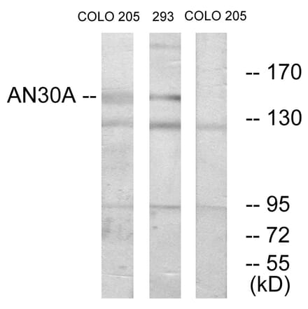 Western Blot - Anti-AN30A Antibody (C11638) - Antibodies.com