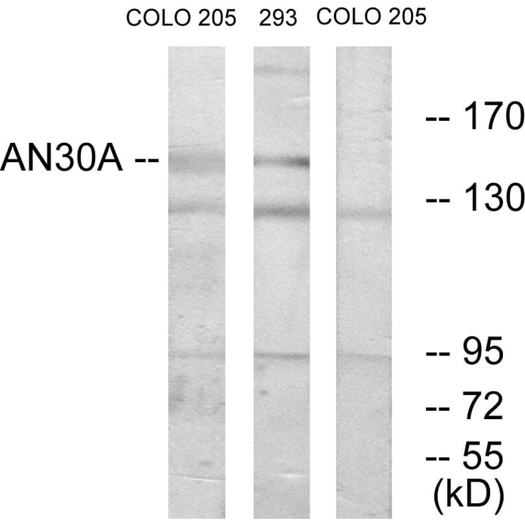 Western Blot - Anti-AN30A Antibody (C11638) - Antibodies.com