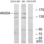 Western Blot - Anti-AN30A Antibody (C11638) - Antibodies.com