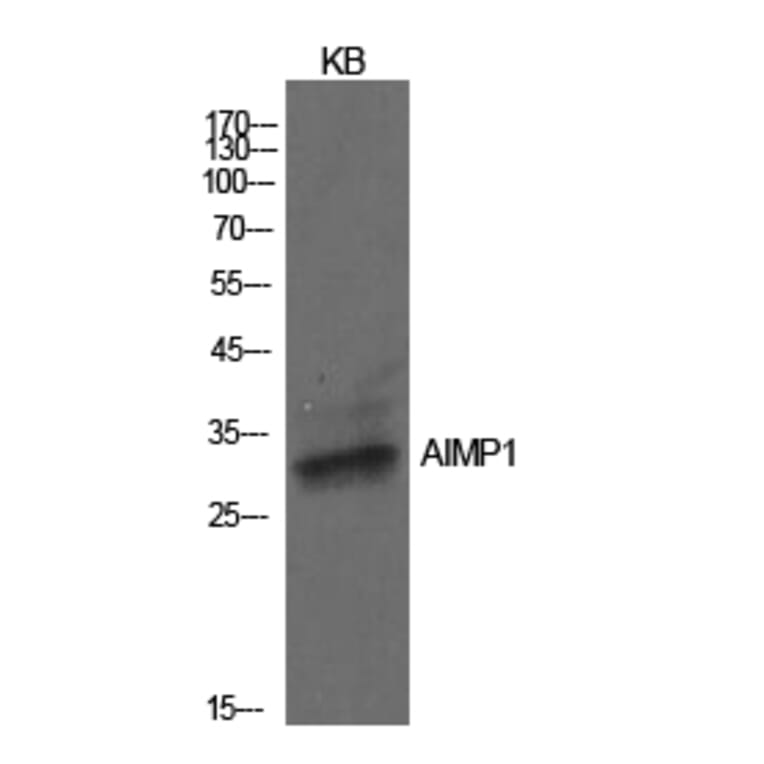 Western Blot - Anti-AIMP1 Antibody (C30586) - Antibodies.com