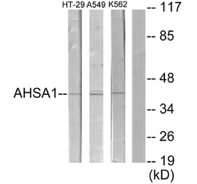Western Blot - Anti-AHSA1 Antibody (C12046) - Antibodies.com