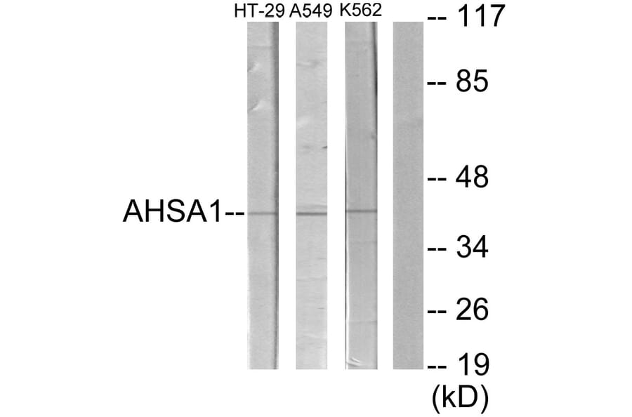 Western Blot - Anti-AHSA1 Antibody (C12046) - Antibodies.com
