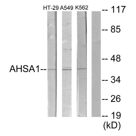 Western Blot - Anti-AHSA1 Antibody (C12046) - Antibodies.com