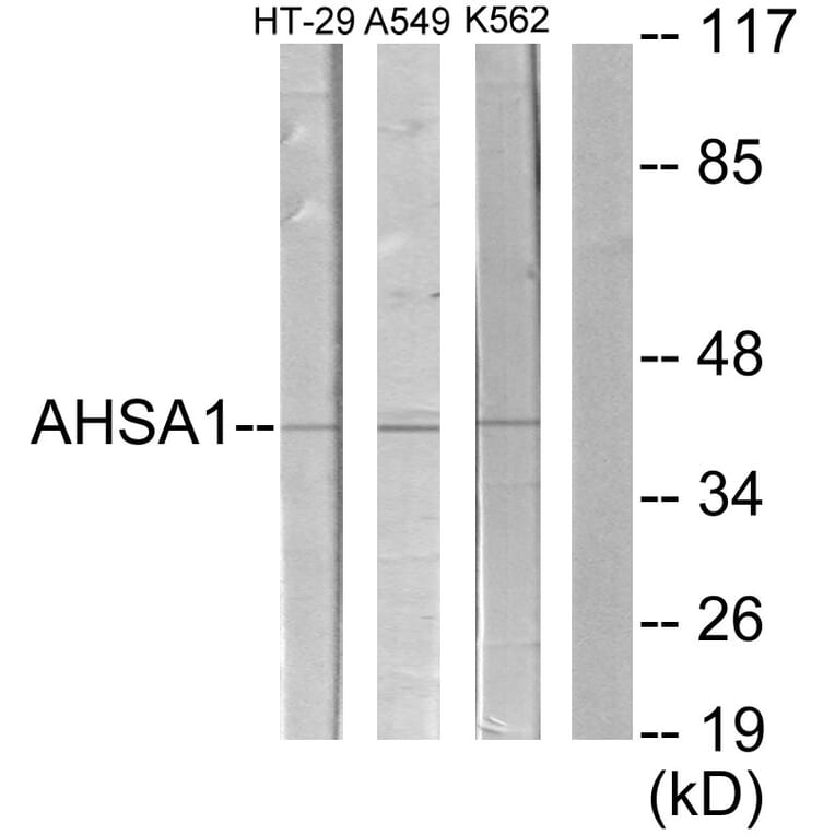 Western Blot - Anti-AHSA1 Antibody (C12046) - Antibodies.com