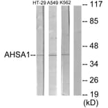 Western Blot - Anti-AHSA1 Antibody (C12046) - Antibodies.com