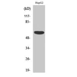 Western Blot - Anti-ACRBP Antibody (C11366) - Antibodies.com