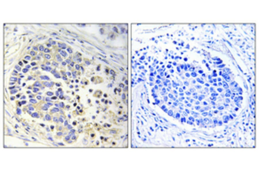 Immunohistochemistry - Anti-ACOT2 Antibody (C14271) - Antibodies.com
