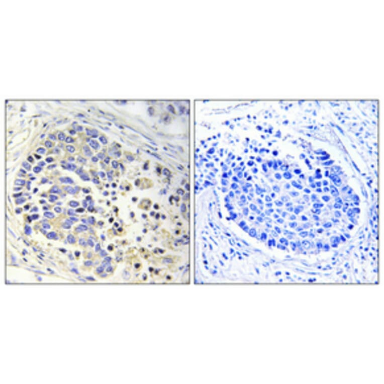 Immunohistochemistry - Anti-ACOT2 Antibody (C14271) - Antibodies.com
