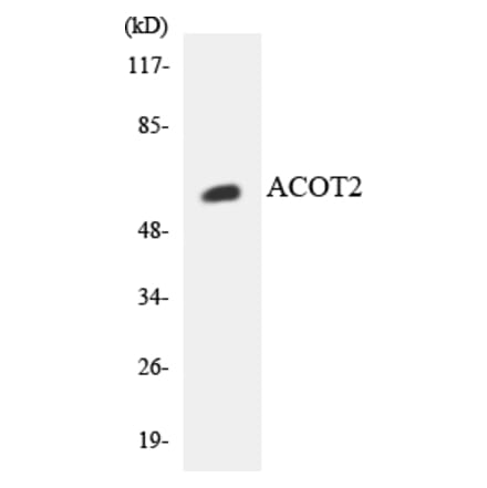 Western Blot - Anti-ACOT2 Antibody (R12-2438) - Antibodies.com