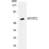 Western Blot - Anti-ACOT2 Antibody (R12-2438) - Antibodies.com