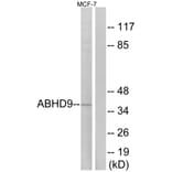 Western Blot - Anti-ABHD9 Antibody (C14221) - Antibodies.com