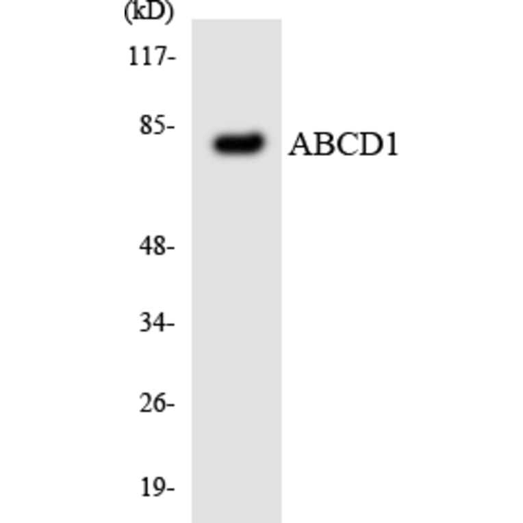 Western Blot - Anti-ABCD1 Antibody (R12-2427) - Antibodies.com