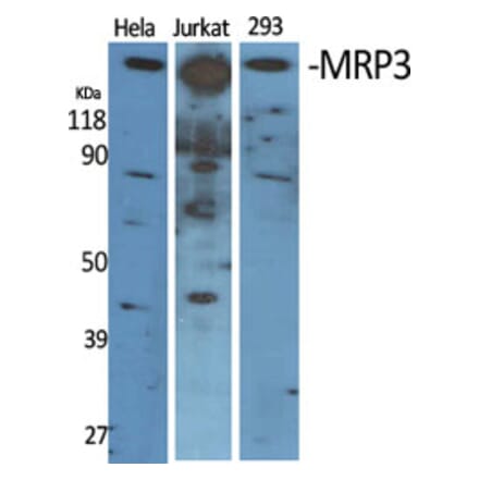 Western Blot - Anti-ABCC3 Antibody (C14907) - Antibodies.com