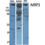 Western Blot - Anti-ABCC3 Antibody (C14907) - Antibodies.com