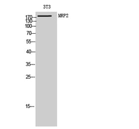 Western Blot - Anti-ABCC2 Antibody (C14906) - Antibodies.com