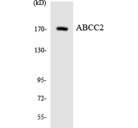 Western Blot - Anti-ABCC2 Antibody (R12-2426) - Antibodies.com