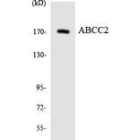 Western Blot - Anti-ABCC2 Antibody (R12-2426) - Antibodies.com