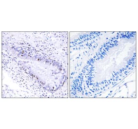 Immunohistochemistry - Anti-TEP1 Antibody (C11590) - Antibodies.com
