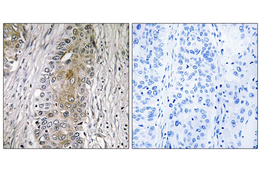 Immunohistochemistry - Anti-SAA4 Antibody (C18688) - Antibodies.com