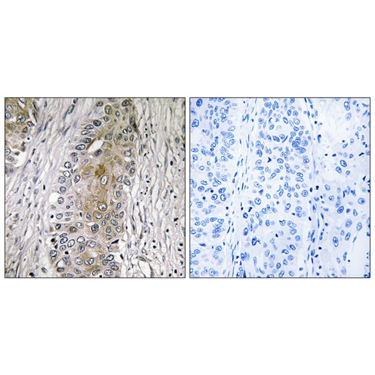 Immunohistochemistry - Anti-SAA4 Antibody (C18688) - Antibodies.com