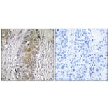 Immunohistochemistry - Anti-SAA4 Antibody (C18688) - Antibodies.com