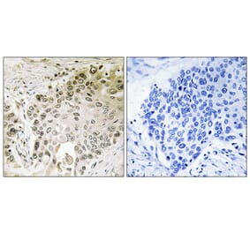 Immunohistochemistry - Anti-RFX2 Antibody (C15456) - Antibodies.com