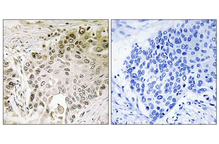 Immunohistochemistry - Anti-RFX2 Antibody (C15456) - Antibodies.com