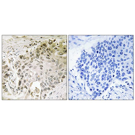 Immunohistochemistry - Anti-RFX2 Antibody (C15456) - Antibodies.com