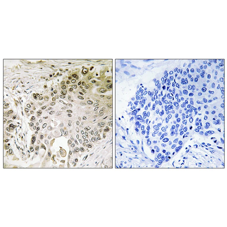 Immunohistochemistry - Anti-RFX2 Antibody (C15456) - Antibodies.com