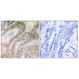 Immunohistochemistry - Anti-RDM1 Antibody (C18139) - Antibodies.com