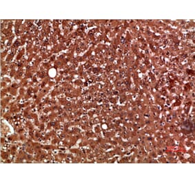 Immunohistochemistry - Anti-PON1 Antibody (C30820) - Antibodies.com