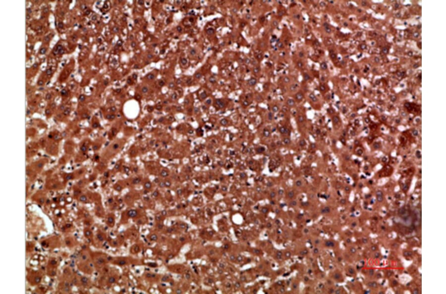Immunohistochemistry - Anti-PON1 Antibody (C30820) - Antibodies.com