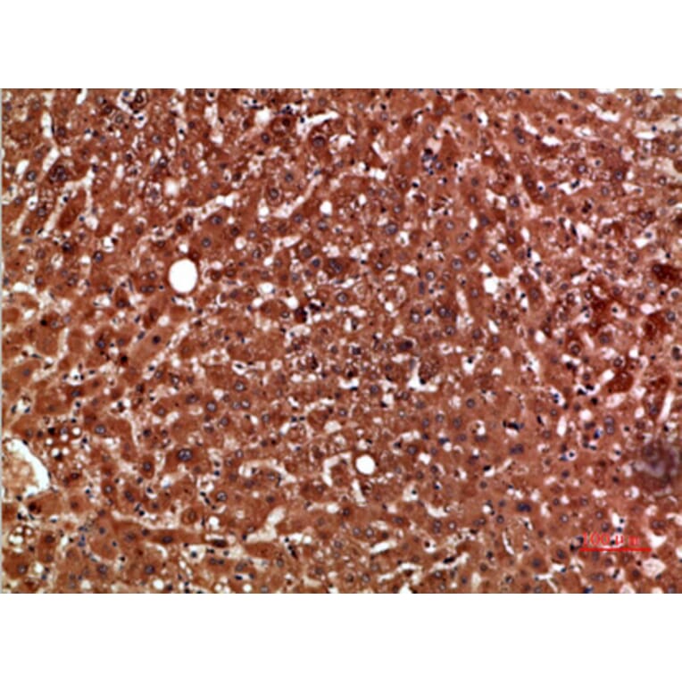 Immunohistochemistry - Anti-PON1 Antibody (C30820) - Antibodies.com