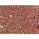 Immunohistochemistry - Anti-PON1 Antibody (C30820) - Antibodies.com