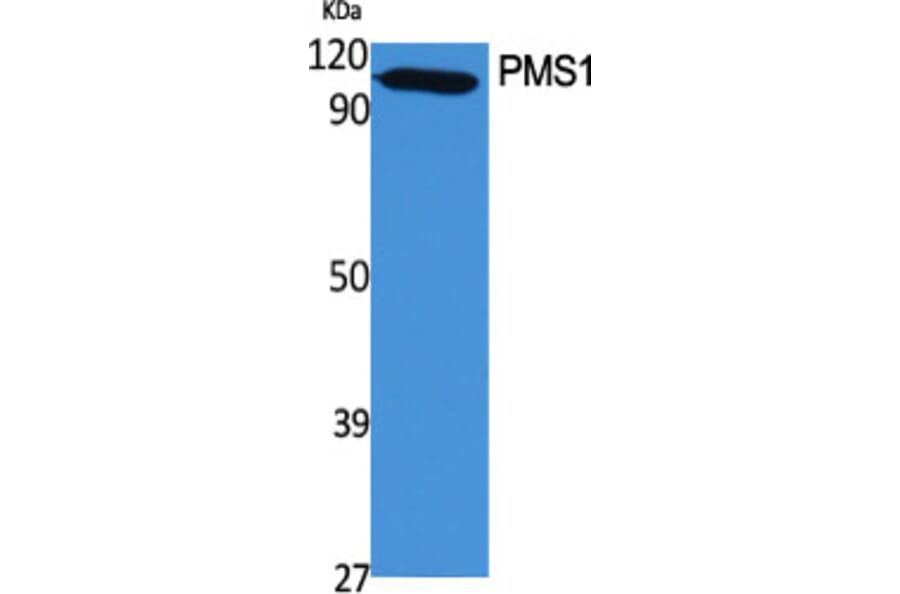 Western Blot - Anti-PMS1 Antibody (C13103) - Antibodies.com