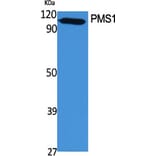 Western Blot - Anti-PMS1 Antibody (C13103) - Antibodies.com