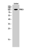 Western Blot - Anti-PMS1 Antibody (C13103) - Antibodies.com