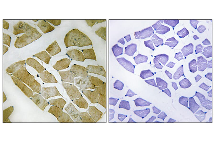 Immunohistochemistry - Anti-MYH4 Antibody (C16771) - Antibodies.com