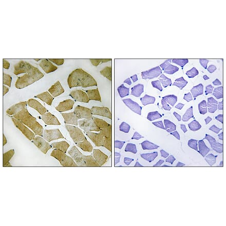 Immunohistochemistry - Anti-MYH4 Antibody (C16771) - Antibodies.com