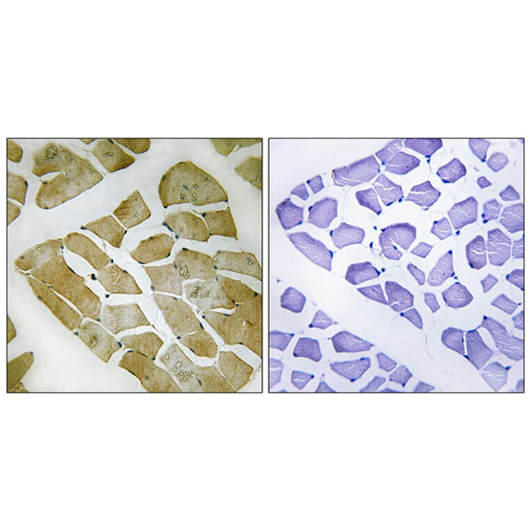 Immunohistochemistry - Anti-MYH4 Antibody (C16771) - Antibodies.com