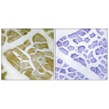 Immunohistochemistry - Anti-MYH4 Antibody (C16771) - Antibodies.com