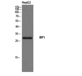 Western Blot - Anti-IBP1 Antibody (C20806) - Antibodies.com