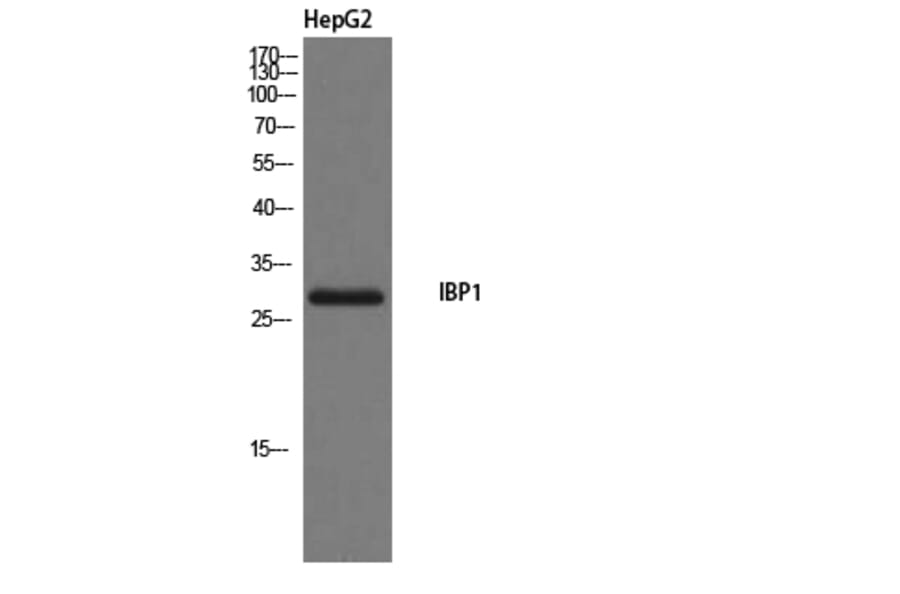 Western Blot - Anti-IBP1 Antibody (C20806) - Antibodies.com