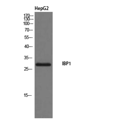 Western Blot - Anti-IBP1 Antibody (C20806) - Antibodies.com