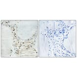 Immunohistochemistry - Anti-HBP1 Antibody (B1035) - Antibodies.com