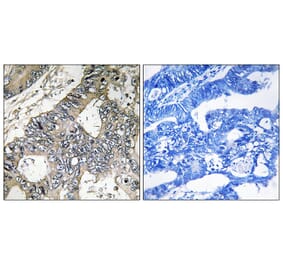 Immunohistochemistry - Anti-GUF1 Antibody (C16021) - Antibodies.com