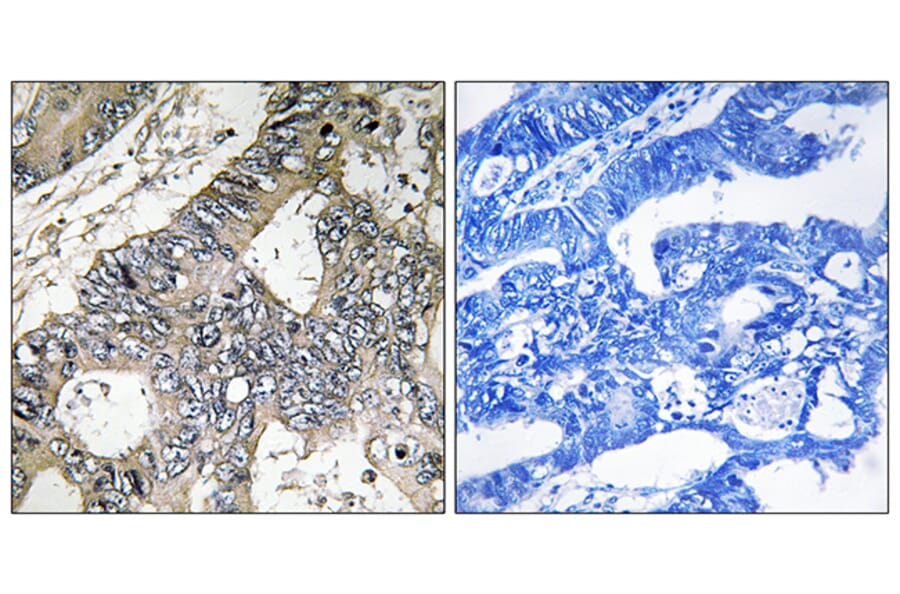 Immunohistochemistry - Anti-GUF1 Antibody (C16021) - Antibodies.com