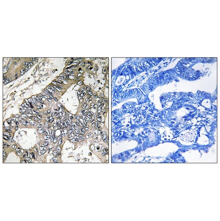 Immunohistochemistry - Anti-GUF1 Antibody (C16021) - Antibodies.com