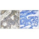 Immunohistochemistry - Anti-GUF1 Antibody (C16021) - Antibodies.com